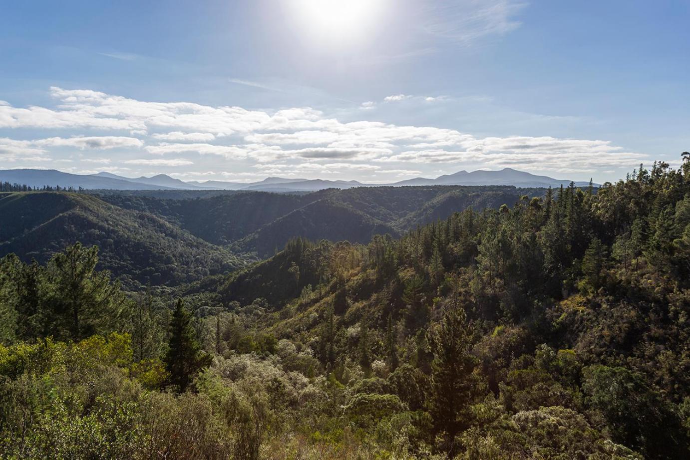 Forest Valley Cottages Книсна Екстериор снимка